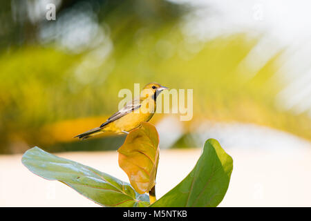 Immaturo Streak maschio-backed Rigogolo (Icterus pustulatus) arroccato su una foglia in Messico Foto Stock