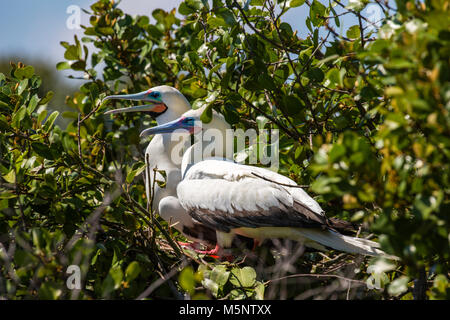 Red Footed Booby santuario a Half Moon Caye monumento nazionale, Turneffe Atoll, Belize Foto Stock