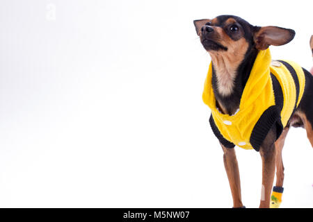 Giocattolo russo-terrier di vestiti, copia dello spazio. Foto Stock