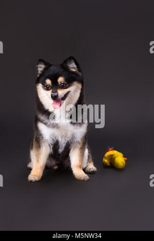 Carino spitz di Pomerania, studio shot. Foto Stock