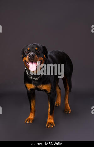 Rottweiler ritratto in studio. Foto Stock