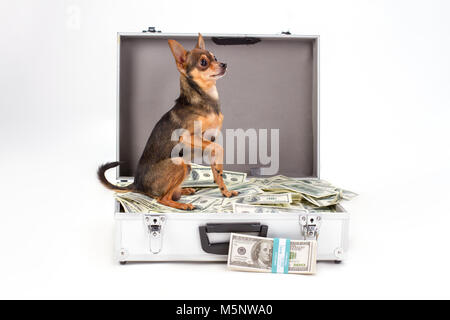 Toy terrier seduto sul mucchio di dollari. Foto Stock