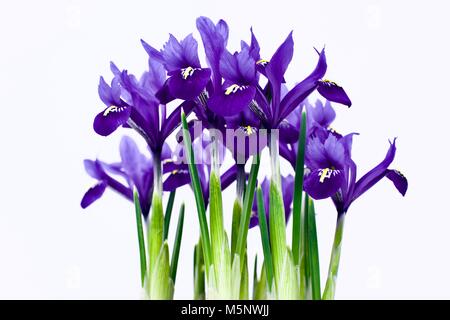 Una bella vibrante (Iris Iris germanica) su uno sfondo bianco Foto Stock