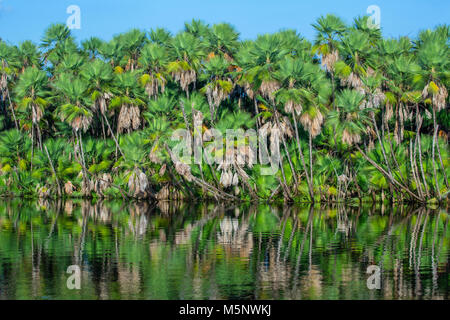 Le palme in mangrove su New River a Lamanai rovine nel Belize Foto Stock