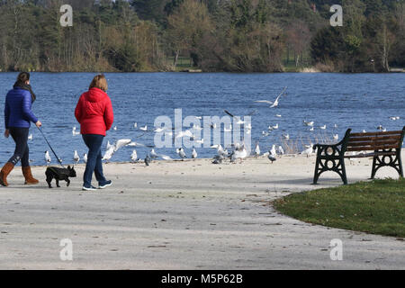 Lurgan Park, Lurgan, Irlanda del Nord. 25 feb 2018. Regno Unito - previsioni del tempo - una luminosa giornata soleggiata con un terribilmente freddo vento da est. Due donne a piedi un cane vicino uccelli nel parco. Credito: David Hunter/Alamy Live News. Foto Stock