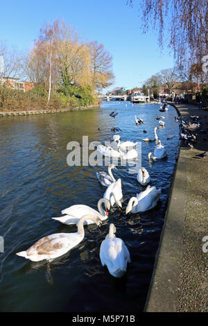 Windsor, Berkshire, Inghilterra. Il 25 febbraio 2018. Cigni sul Fiume Tamigi a Windsor su un soleggiato ma freddo giorno in Berkshire. Credito: Julia Gavin/Alamy Live News Foto Stock