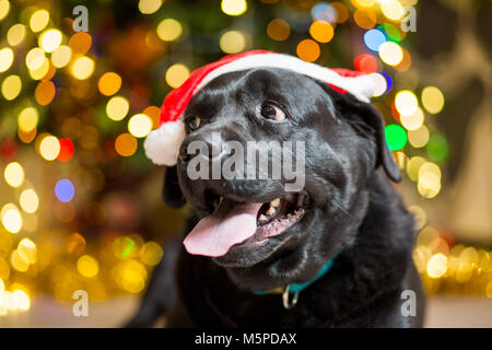 Un nero Labrador cane che indossa un cappello rosso vicino a un albero di Natale con ghirlande Foto Stock