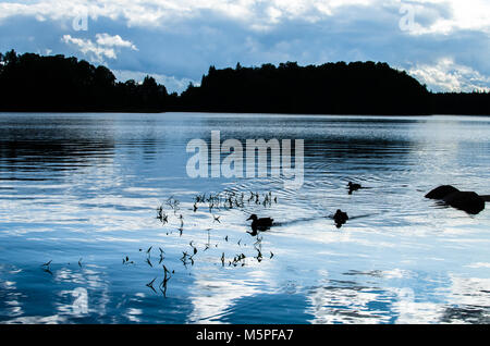 Germani reali nuoto su una tranquilla serata sul lago Pühajärv ("lago Santo') vicino alla città di Otepää, Estonia Foto Stock