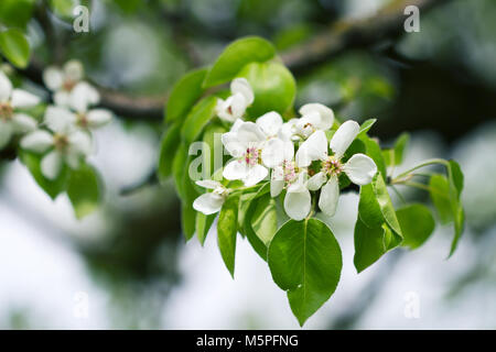Molla di splendida fioritura Pear Tree con bassa dof Foto Stock