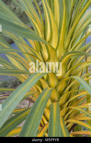 La prova che le palme crescere nel Regno Unito. Foglie di cavolo giovanile Palm / Cordyline australis cresce in Cornovaglia. Foto Stock