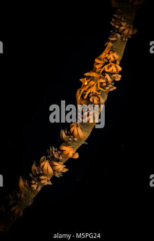 La frusta di partner di corallo gamberetti (Dasycaris zanzibarica) sul relitto punto sito di immersione, Puerto Galera, Filippine Foto Stock