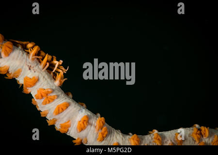 La frusta di partner di corallo gamberetti (Dasycaris zanzibarica) sulla Giant Clam sito di immersione, Puerto Galera, Filippine Foto Stock