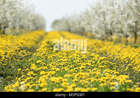 Fiori di tarassaco, sfondo, Cherry Orchard in primavera, Foto Stock