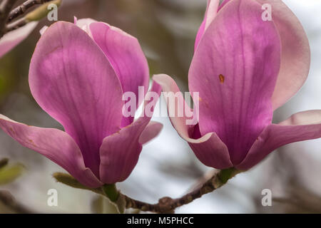 Piattino fiori di magnolia (× Magnolia soulangeana) fiorisce in primavera. Foto Stock