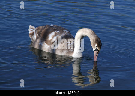 I capretti cigno cygnet con la riflessione sul tranquillo lago ancora Foto Stock