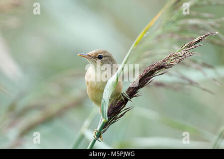 Eurasian reed trillo nel suo habitat naturale Foto Stock