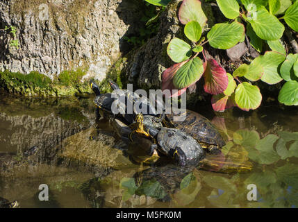 Terrapins nel parco di Villa Durazzo Santa Margherita Italia 2017 Foto Stock