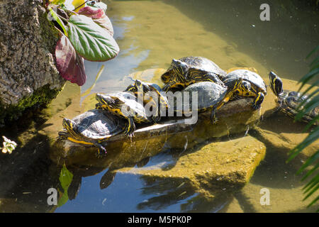 Terrapins nel parco di Villa Durazzo Santa Margherita Italia 2017 Foto Stock