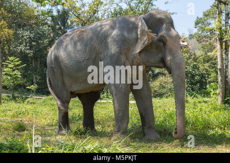 Elephant godendo il pensionamento in un santuario di salvataggio Foto Stock