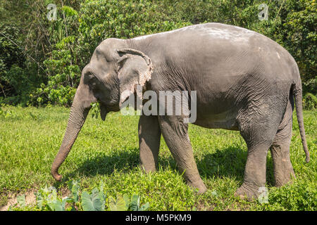 Elephant godendo il pensionamento in un santuario di salvataggio Foto Stock