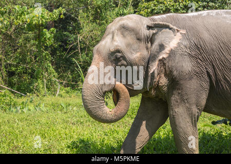 Elephant godendo il pensionamento in un santuario di salvataggio Foto Stock