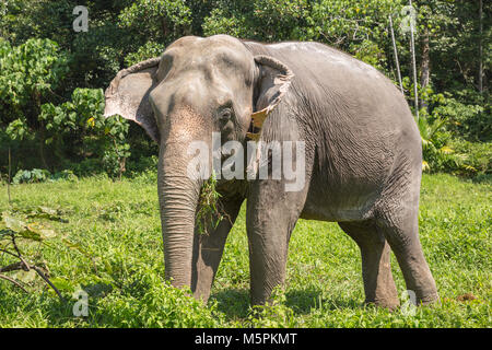 Elephant godendo il pensionamento in un santuario di salvataggio Foto Stock