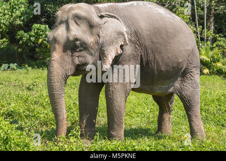 Elephant godendo il pensionamento in un santuario di salvataggio Foto Stock