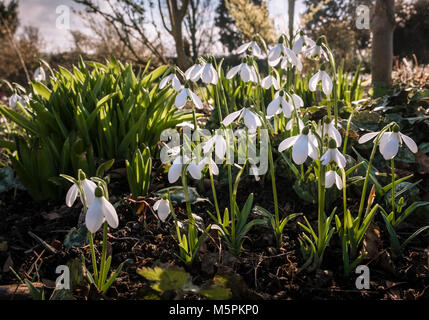 Snowdrops (Galanthus nivalis) fioritura tardo inverno, Hodsock Priory, Nottinghamshire, Regno Unito Foto Stock