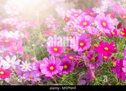 Di un bel colore rosa cosmo fiore nel giardino, tonalità dolci e fiori il concetto di sfondo Foto Stock