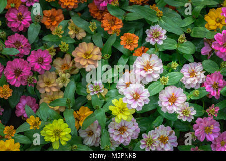 Colorato di Zinnia violacea fiore nel giardino il fuoco selettivo della natura il concetto di sfondo Foto Stock
