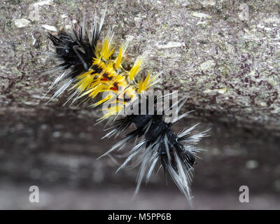 Lophocampa maculata (spotted tussock moth) caterpillar nello stato di Washington, USA Foto Stock