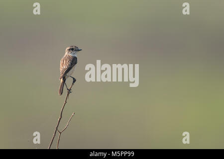 Il Siberiano stonechat o stonechat asiatici (Saxicola maurus) è un recentemente convalidato specie del vecchio mondo famiglia flycatcher (Muscicapidae). Foto Stock