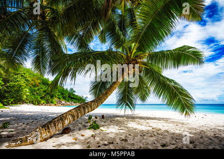 Un albero di palma,sabbia bianca, acque turchesi e una splendida spiaggia tropicale. paradiso a Seychelles. Sogno spiaggia anse georgette di Praslin. Foto Stock