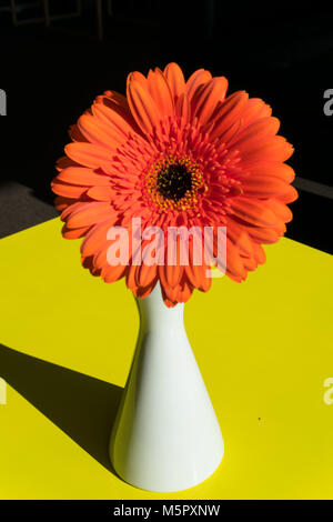 Orange Gerbera in un vaso bianco su sfondo giallo con spazio di copia Foto Stock