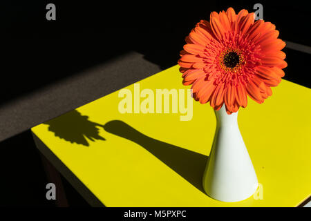 Orange Gerbera in un vaso bianco su sfondo giallo con spazio di copia Foto Stock