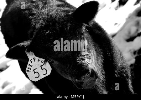 Baby Calf in piedi nella neve in una fattoria nel Nebraska rurale Foto Stock