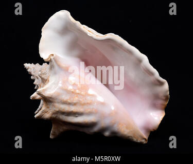 Rosa di grandi dimensioni queen conch conchiglia sul tessuto nero lo sfondo Foto Stock