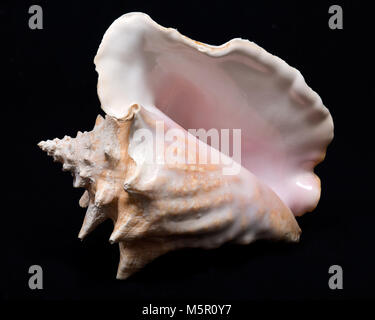 Rosa di grandi dimensioni queen conch conchiglia sul tessuto nero lo sfondo Foto Stock
