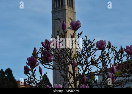 UC Berkeley il bellissimo campus contiene bellezza naturale e architettonica in uguale misura. Foto Stock