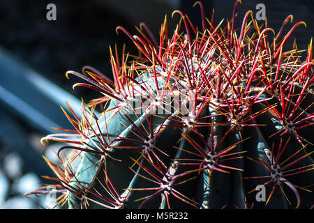 La UC Berkeley Botanical Garden è un incredibile fonte di bellezza naturale del campus e mette in mostra una varietà di originali e non originali di vita della pianta. Foto Stock