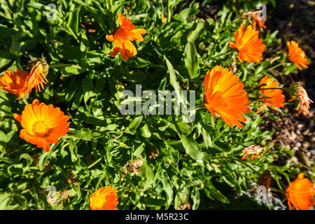 La UC Berkeley Botanical Garden è un incredibile fonte di bellezza naturale del campus e mette in mostra una varietà di originali e non originali di vita della pianta. Foto Stock