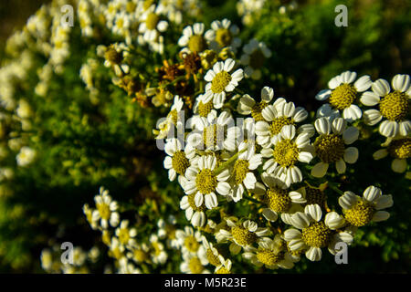 La UC Berkeley Botanical Garden è un incredibile fonte di bellezza naturale del campus e mette in mostra una varietà di originali e non originali di vita della pianta. Foto Stock