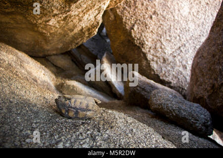 Bambino morto tartaruga . Foto Stock