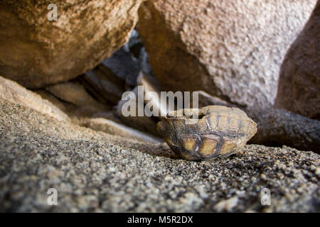 Bambino morto tartaruga . Foto Stock