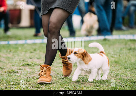 Il bianco e il rosso giovane Rinzaffate Jack Russell Terrier cane che corre vicino a donna in erba verde durante il corso di formazione. Piccolo Terrier. Foto Stock