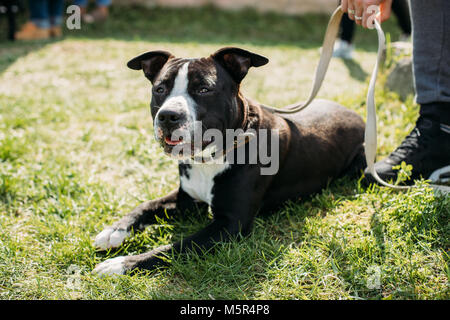 American Staffordshire Terrier cane giacente in erba verde. Foto Stock