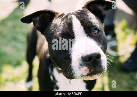 Vista ravvicinata di American Staffordshire Terrier cane. Foto Stock