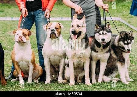 Due American Bulldog cane, Alsaziano Cane Lupo o pastore tedesco cane e due cani Husky seduti insieme in erba verde. Foto Stock