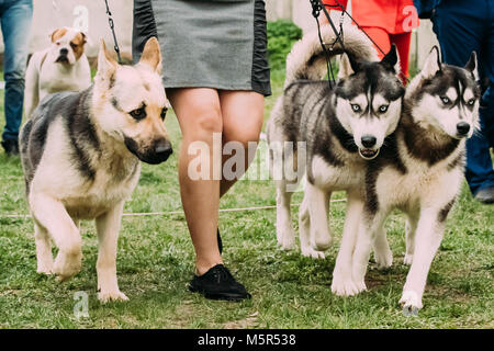 Alsaziano Cane Lupo o pastore tedesco cane e due cani husky in esecuzione nei pressi di donna in erba verde. Foto Stock