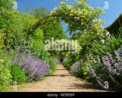 Caprifoglio archi su un percorso di giardino in una giornata di sole in un paese di lingua inglese Garden, Regno Unito. Foto Stock